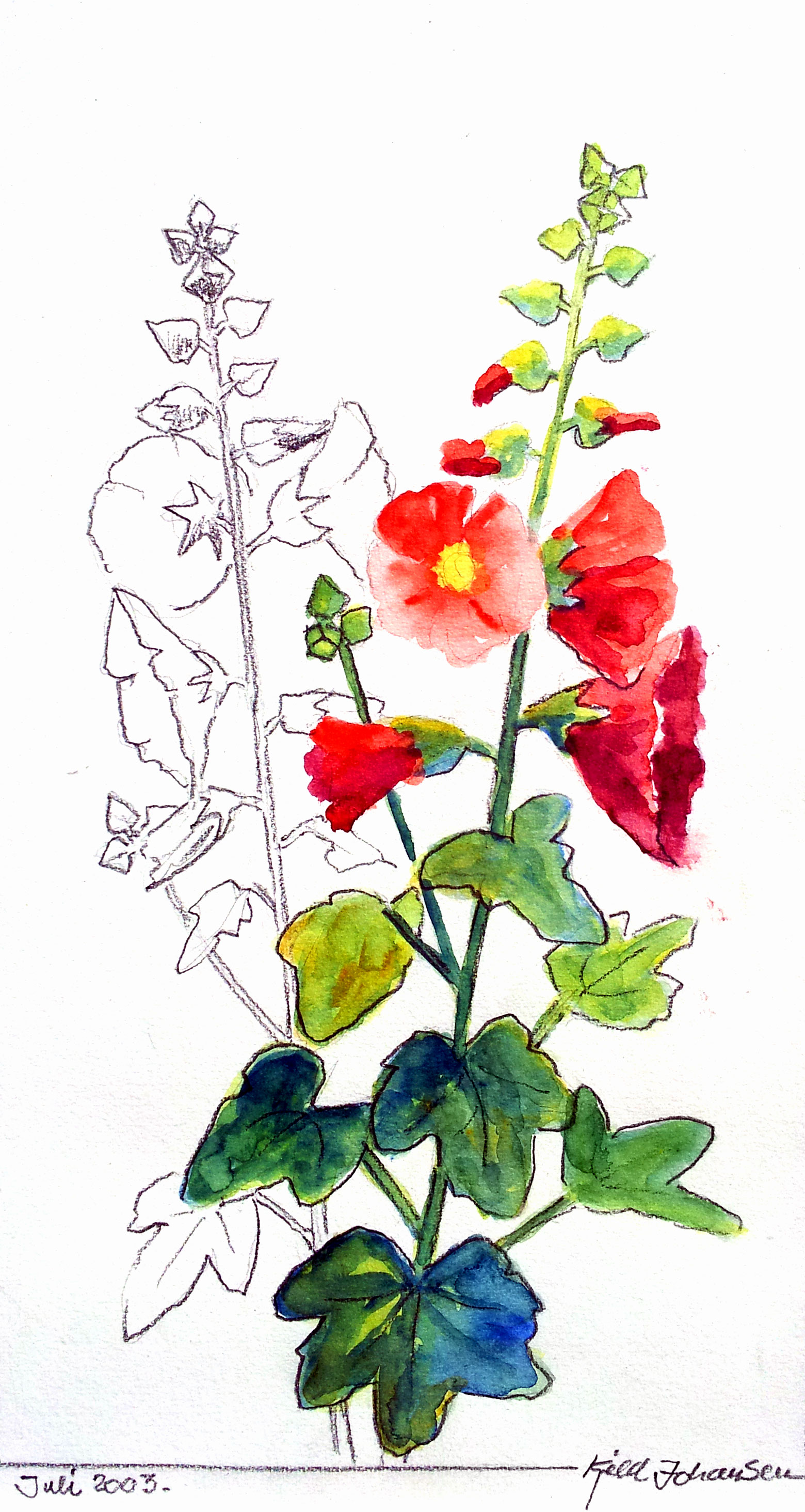 KJ-blomst-akvarel-15x40-Stokroserne