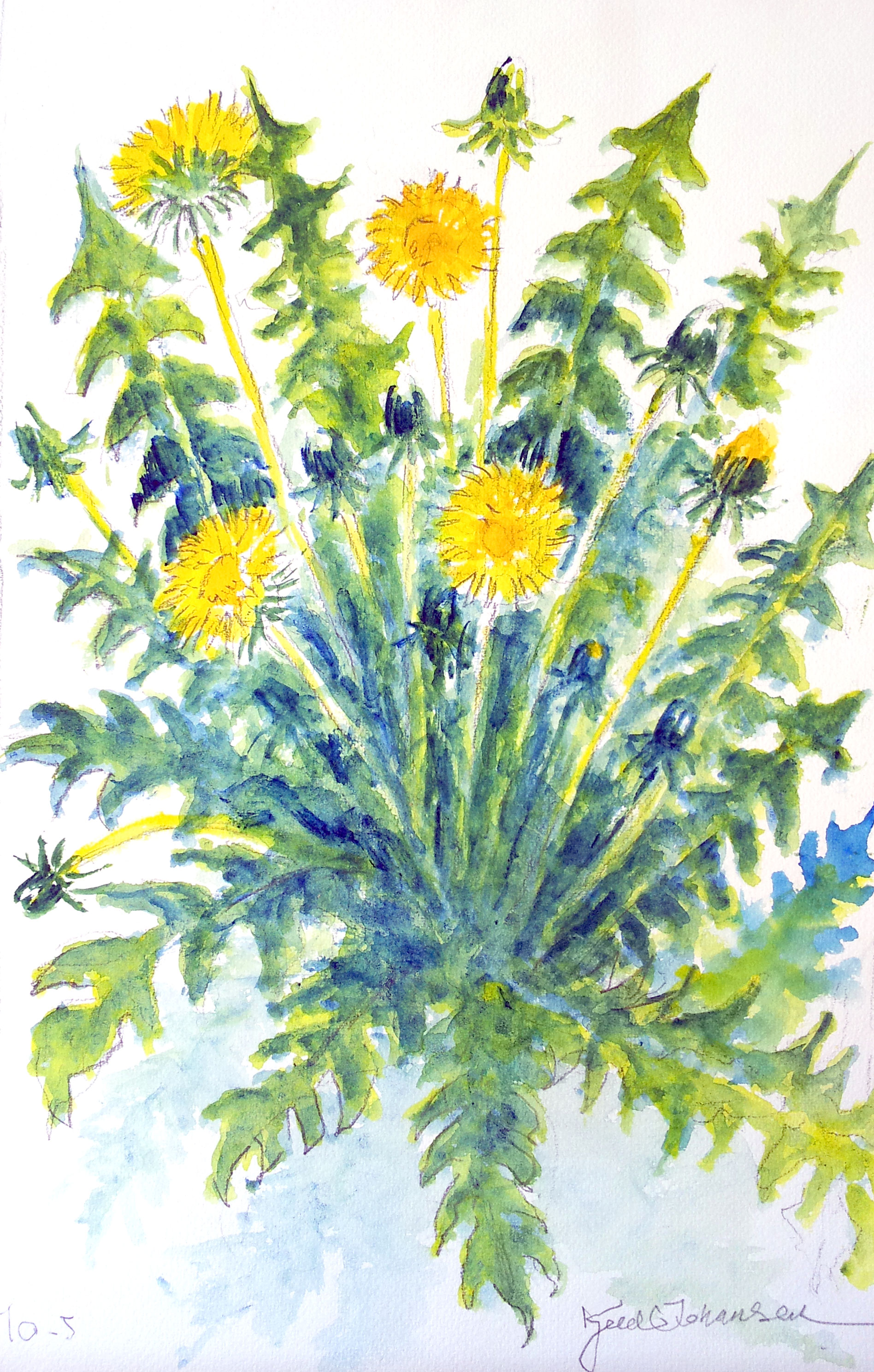 KJ-blomst-akvarel-21x29-melkeboette